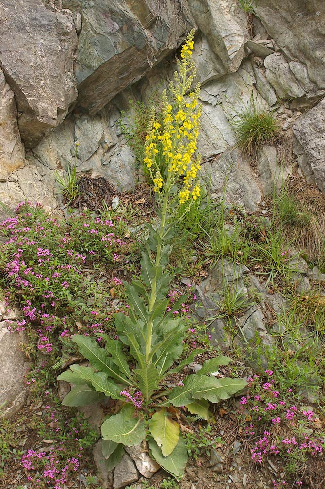 Verbascum
